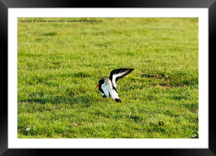 FLYING IN Framed Mounted Print by andrew saxton