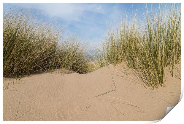 Marram grass on a sand dune Print by Jason Wells