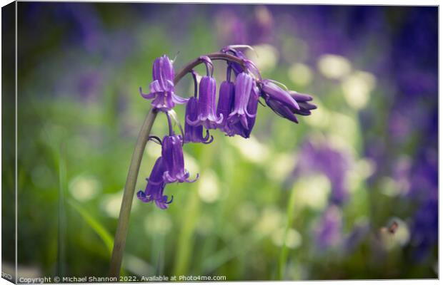 Close up of some Bluebell flowers Canvas Print by Michael Shannon