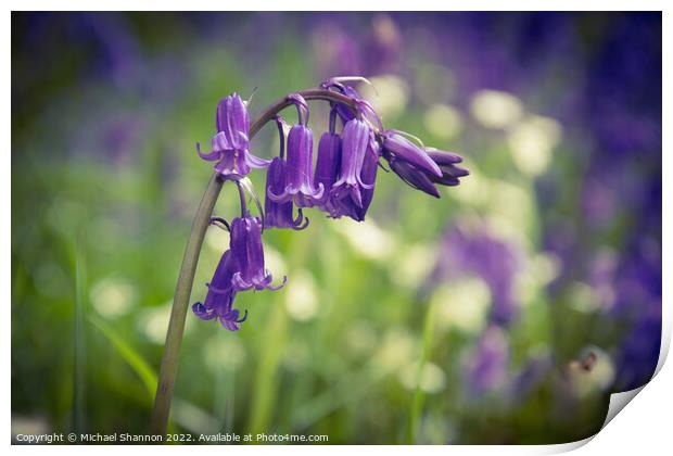 Close up of some Bluebell flowers Print by Michael Shannon