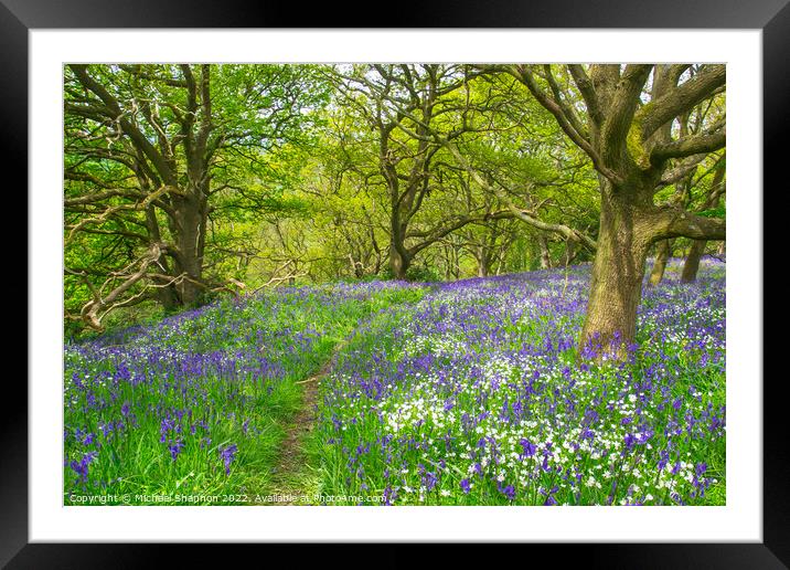 Path through the bluebells in the wood Framed Mounted Print by Michael Shannon