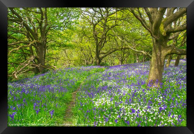 Path through the bluebells in the wood Framed Print by Michael Shannon