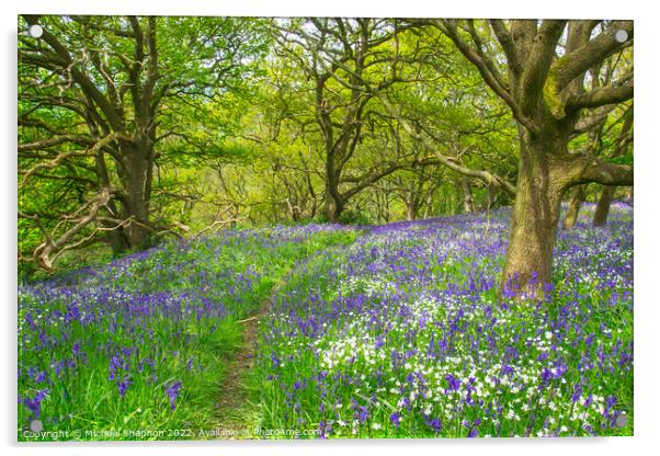 Path through the bluebells in the wood Acrylic by Michael Shannon