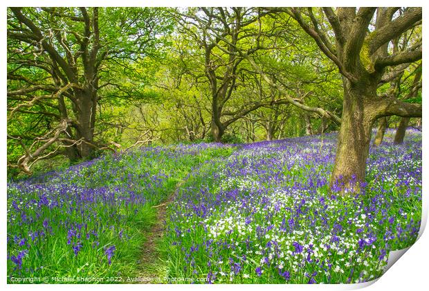 Path through the bluebells in the wood Print by Michael Shannon