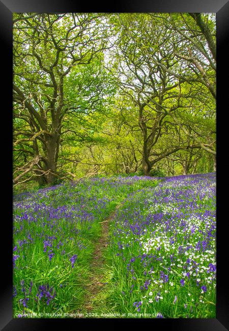 Springtime carpet of wild flowers (bluebells) in t Framed Print by Michael Shannon