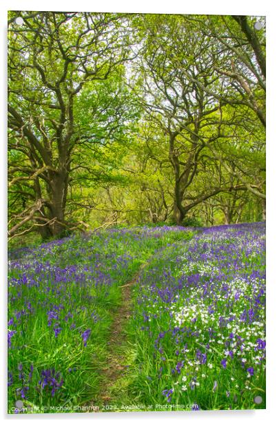 Springtime carpet of wild flowers (bluebells) in t Acrylic by Michael Shannon