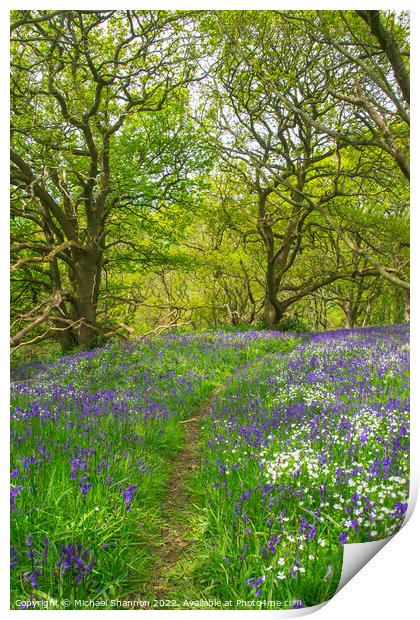 Springtime carpet of wild flowers (bluebells) in t Print by Michael Shannon