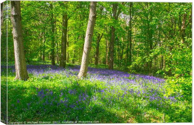 Carpet of Bluebells in the woods in Springtime Canvas Print by Michael Shannon