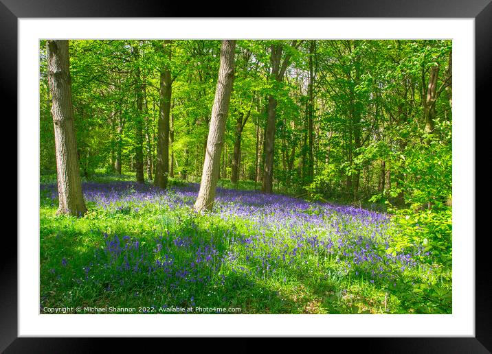 Carpet of Bluebells in the woods in Springtime Framed Mounted Print by Michael Shannon