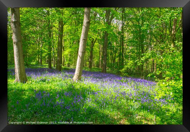 Carpet of Bluebells in the woods in Springtime Framed Print by Michael Shannon