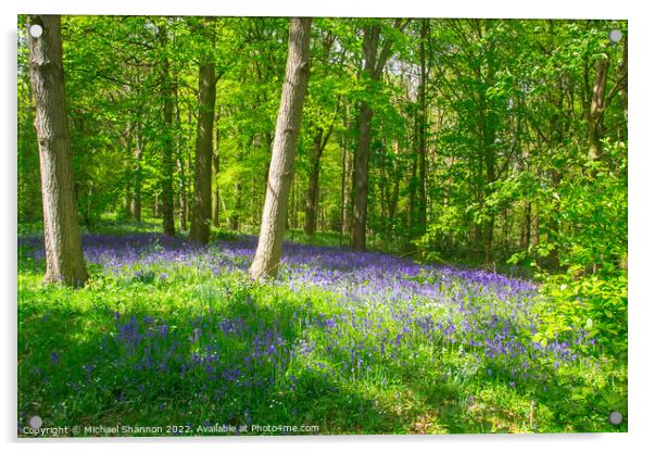 Carpet of Bluebells in the woods in Springtime Acrylic by Michael Shannon