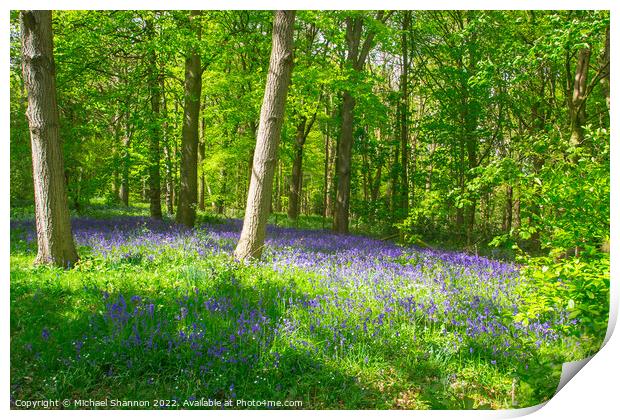 Carpet of Bluebells in the woods in Springtime Print by Michael Shannon