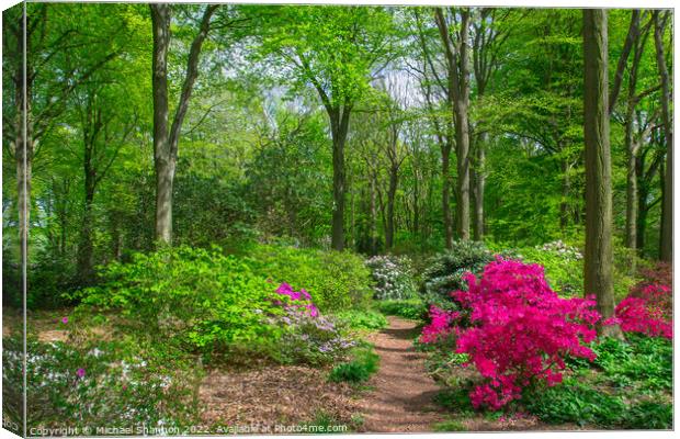 Rhododendrons flowering in British Woodland Canvas Print by Michael Shannon