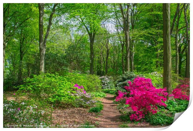 Rhododendrons flowering in British Woodland Print by Michael Shannon