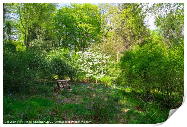 Clearing in the woods on a sunny day Print by Michael Shannon