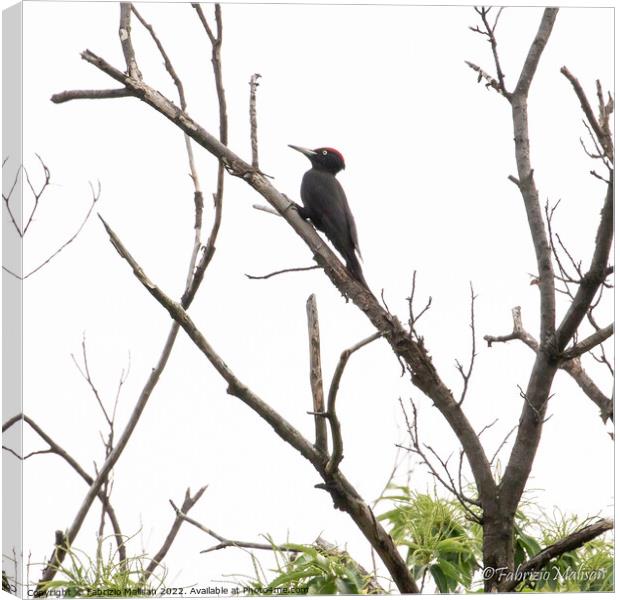 A black woodpecker perched on a tree branch  Canvas Print by Fabrizio Malisan