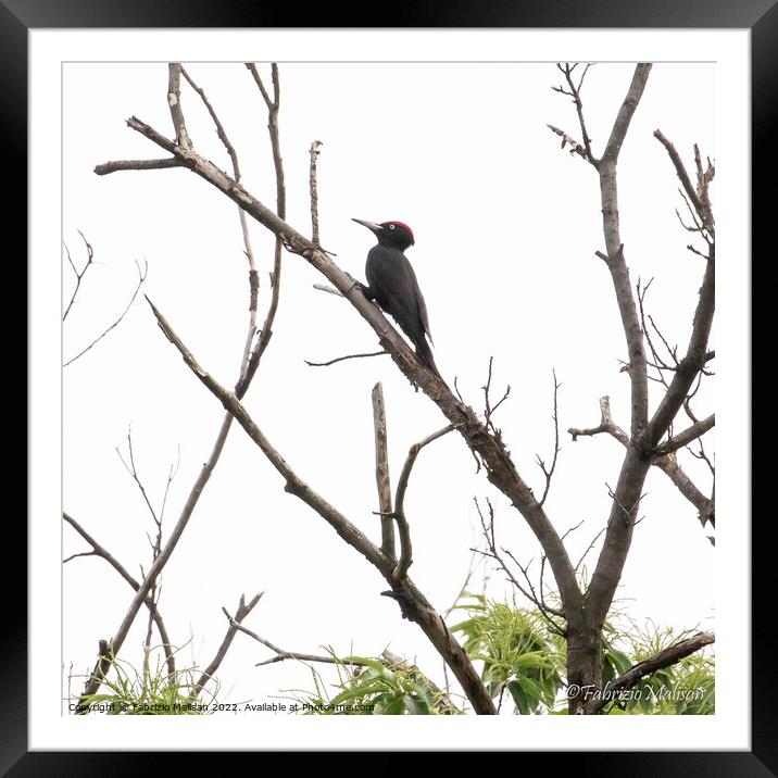 A black woodpecker perched on a tree branch  Framed Mounted Print by Fabrizio Malisan