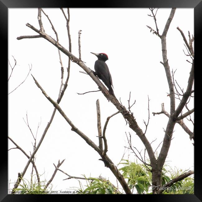 A black woodpecker perched on a tree branch  Framed Print by Fabrizio Malisan