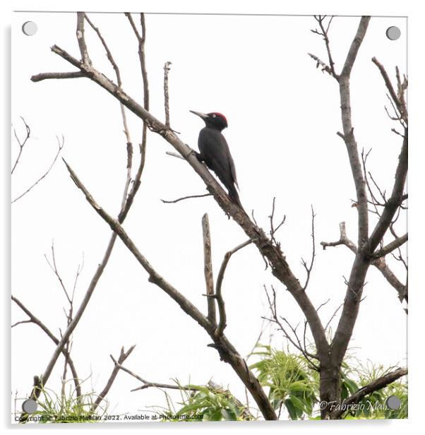A black woodpecker perched on a tree branch  Acrylic by Fabrizio Malisan