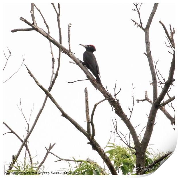 A black woodpecker perched on a tree branch  Print by Fabrizio Malisan
