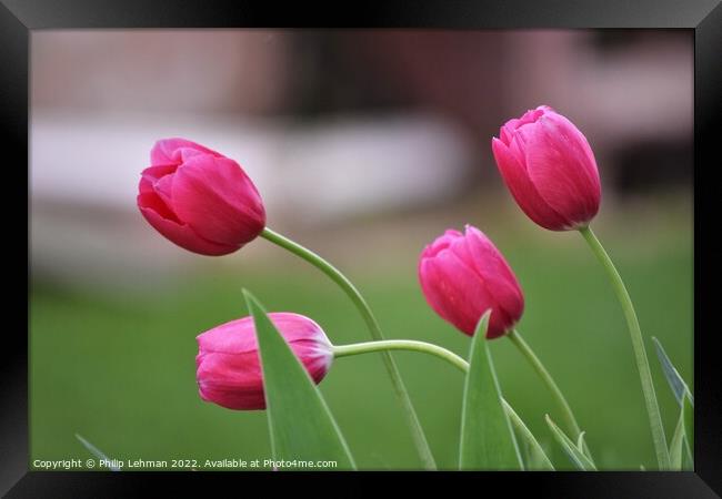Pink Tulips 3B Framed Print by Philip Lehman