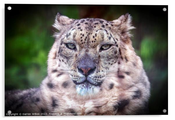 The Elusive Snow Leopard Acrylic by Darren Wilkes