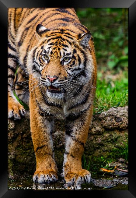 The Fierce and Endangered Amur Tiger Framed Print by Darren Wilkes