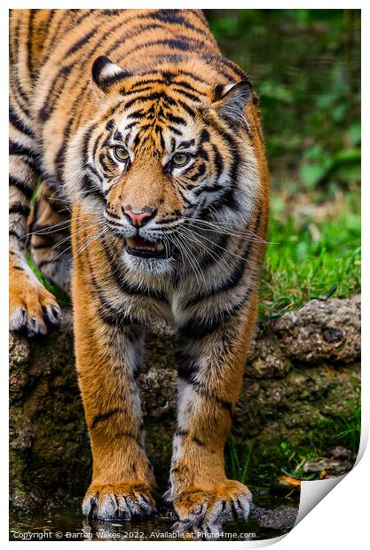 The Fierce and Endangered Amur Tiger Print by Darren Wilkes
