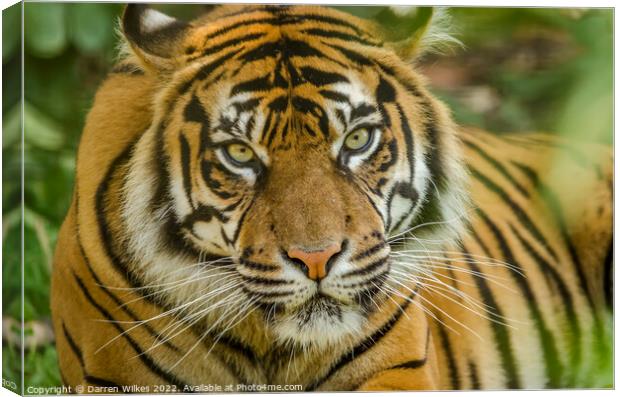 A Tigers Stare Canvas Print by Darren Wilkes