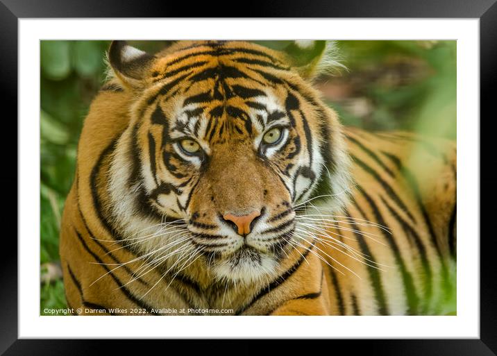 A Tigers Stare Framed Mounted Print by Darren Wilkes