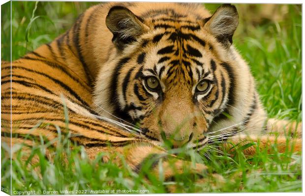 Sumatran Tiger Cub Resting  Canvas Print by Darren Wilkes