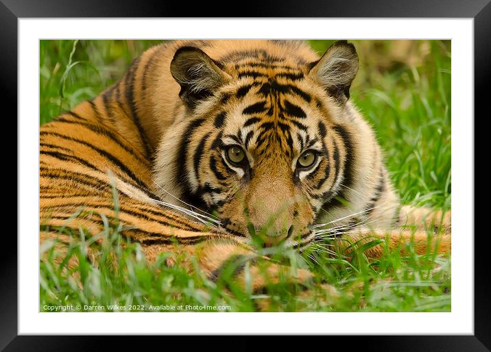 Sumatran Tiger Cub Resting  Framed Mounted Print by Darren Wilkes