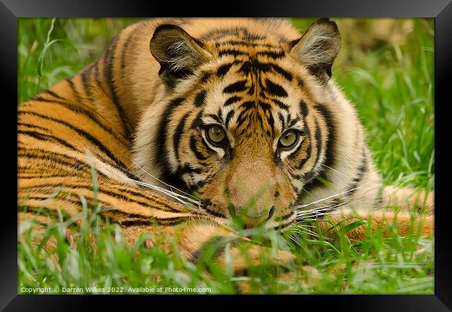 Sumatran Tiger Cub Resting  Framed Print by Darren Wilkes