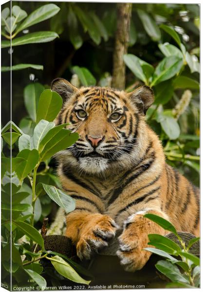  Sumatran Tiger Cub In The Bush  Canvas Print by Darren Wilkes