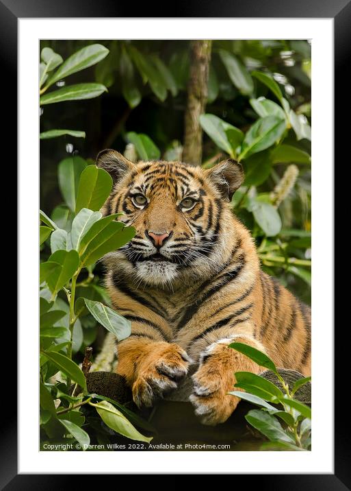  Sumatran Tiger Cub In The Bush  Framed Mounted Print by Darren Wilkes