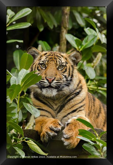  Sumatran Tiger Cub In The Bush  Framed Print by Darren Wilkes
