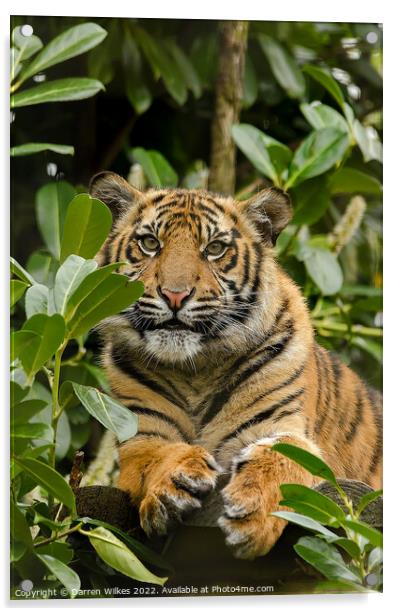  Sumatran Tiger Cub In The Bush  Acrylic by Darren Wilkes
