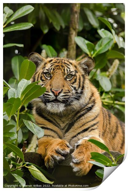  Sumatran Tiger Cub In The Bush  Print by Darren Wilkes