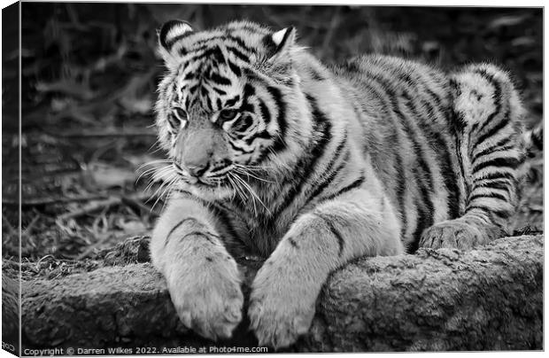  Sumatran Tiger cub in Black and white  Canvas Print by Darren Wilkes