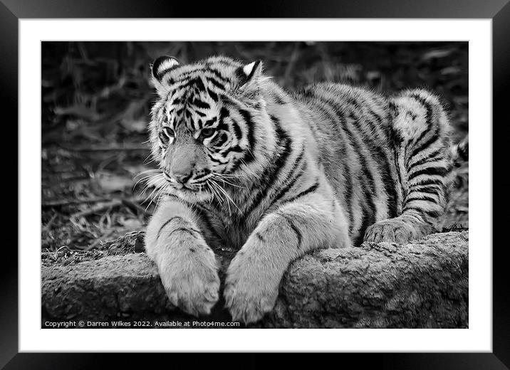  Sumatran Tiger cub in Black and white  Framed Mounted Print by Darren Wilkes