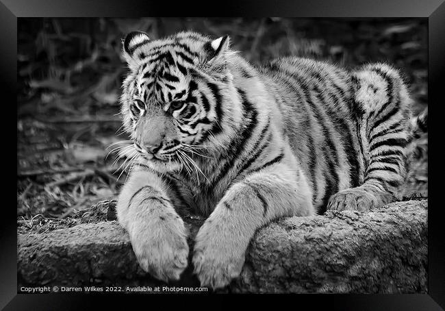  Sumatran Tiger cub in Black and white  Framed Print by Darren Wilkes