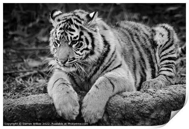  Sumatran Tiger cub in Black and white  Print by Darren Wilkes