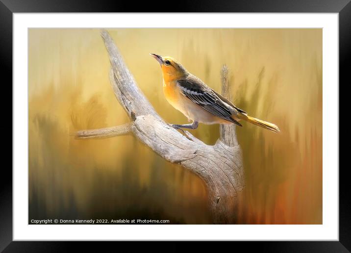 Bullock's Oriole Framed Mounted Print by Donna Kennedy