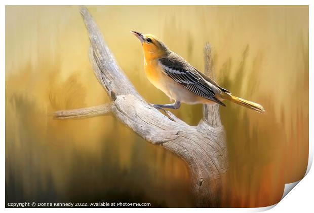 Bullock's Oriole Print by Donna Kennedy