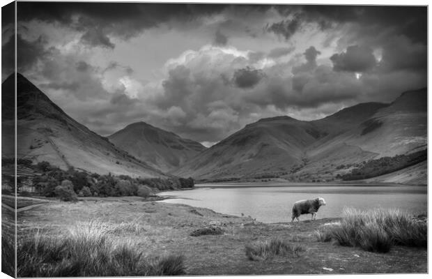 Majestic Herdwick in the Breathtaking Lake Distric Canvas Print by Tracey Turner