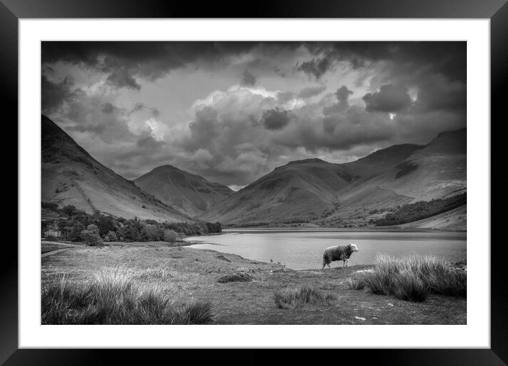 Majestic Herdwick in the Breathtaking Lake Distric Framed Mounted Print by Tracey Turner