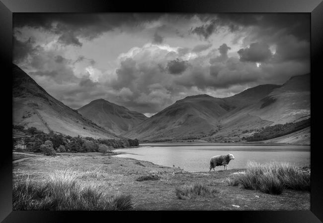 Majestic Herdwick in the Breathtaking Lake Distric Framed Print by Tracey Turner