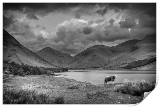Majestic Herdwick in the Breathtaking Lake Distric Print by Tracey Turner