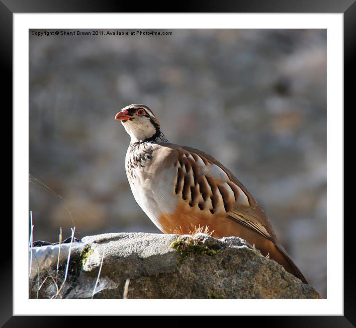 Red-Legged Partridge Framed Mounted Print by Sheryl Brown