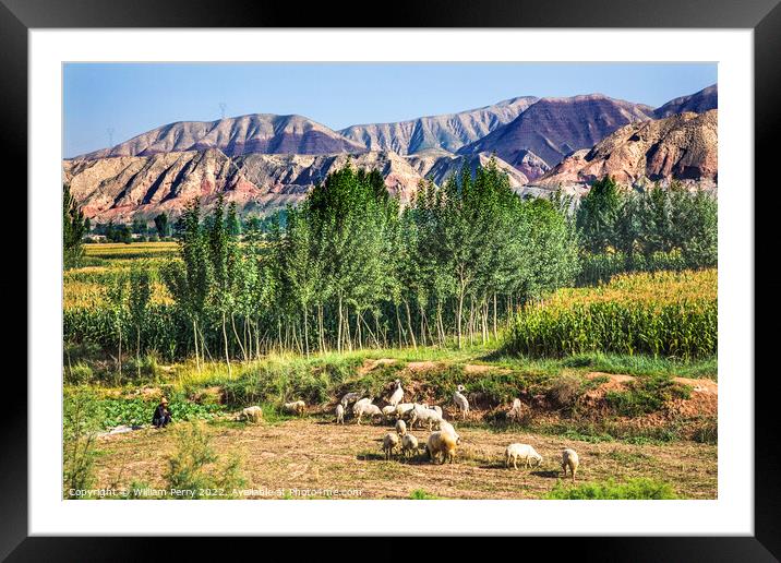Chinese Peasant Sheepherder Crops Lanzhou Gansu Province China Framed Mounted Print by William Perry